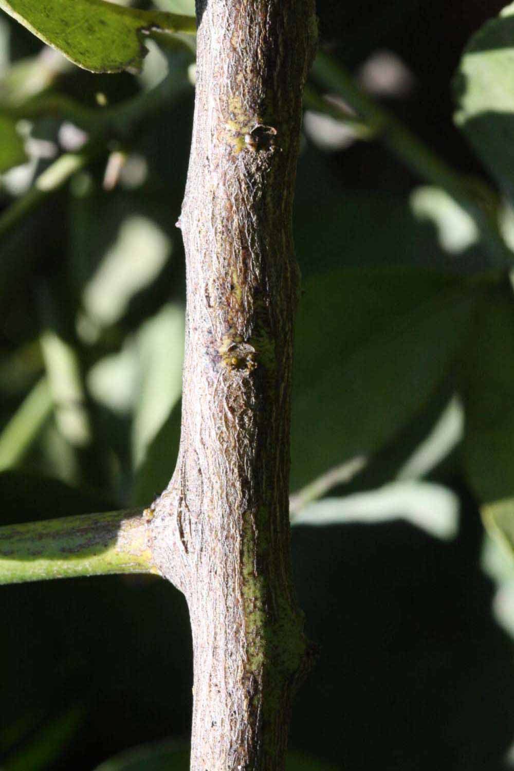              Second - third year twig (Jullundri Khatti, Riverside, CA)       